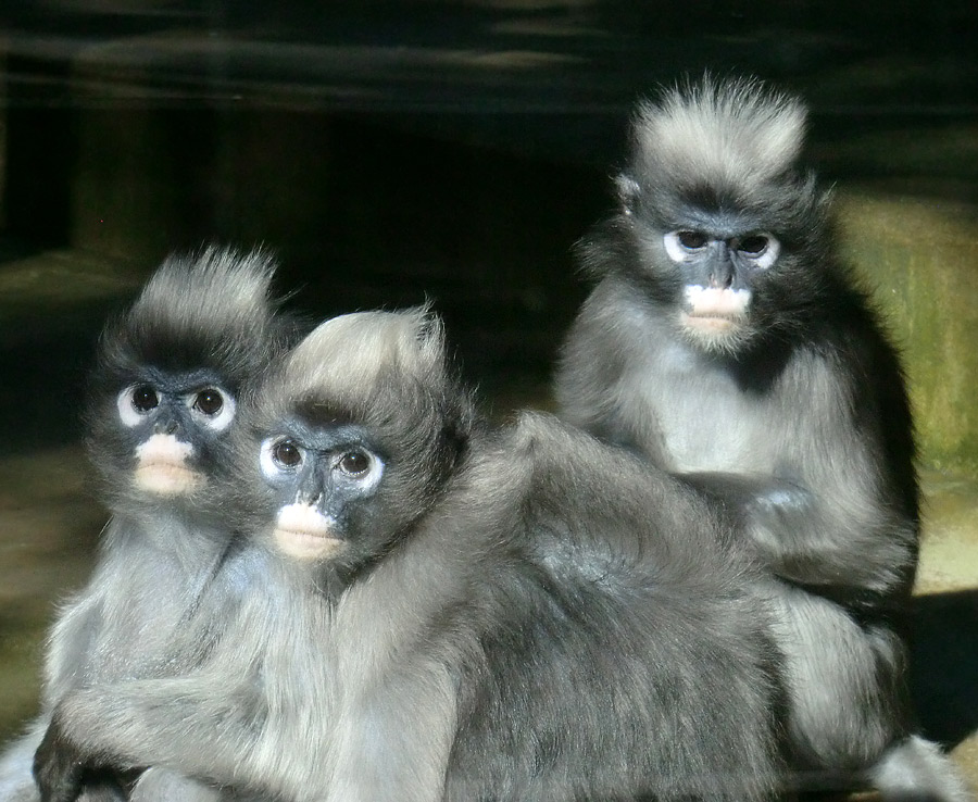 Brillenlanguren im Zoologischen Garten Wuppertal im Juli 2012