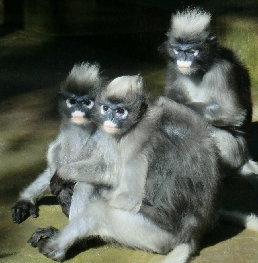 Brillenlanguren im Wuppertaler Zoo im Juli 2012