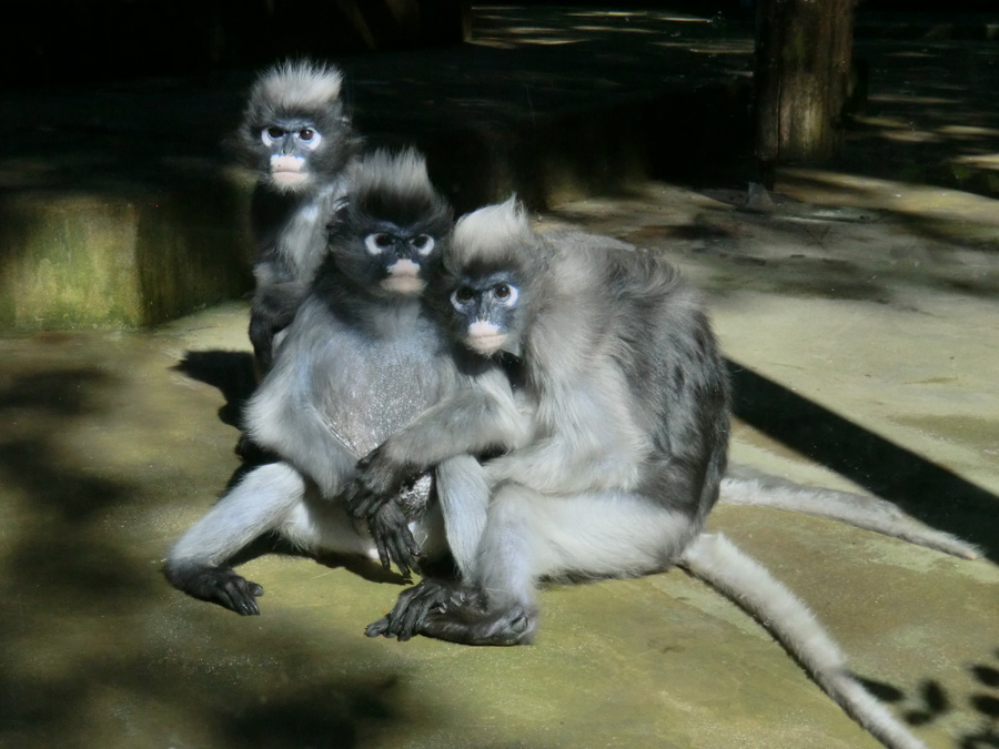 Brillenlanguren im Zoo Wuppertal im Juli 2012