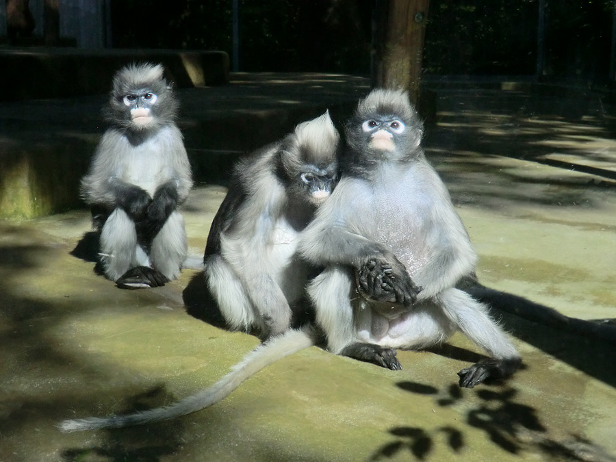 Brillenlanguren im Zoologischen Garten Wuppertal im Juli 2012