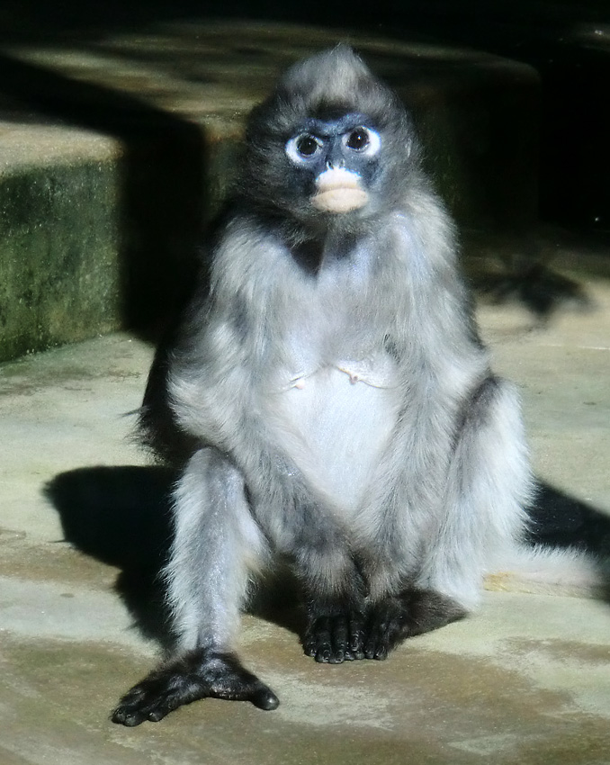 Brillenlangur im Wuppertaler Zoo im Juli 2012