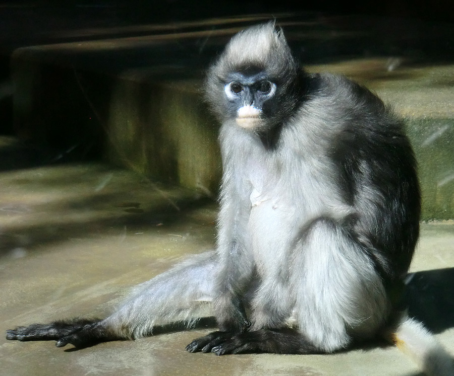 Brillenlangur im Zoologischen Garten Wuppertal im Juli 2012