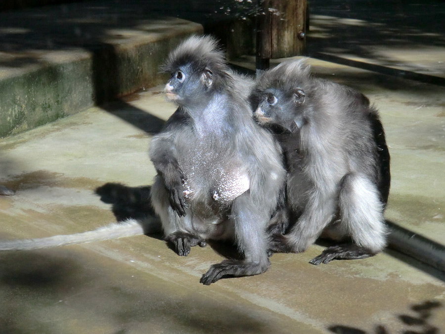 Brillenlanguren im Zoologischen Garten Wuppertal im Juli 2012