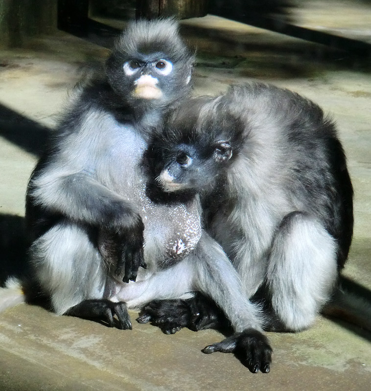 Brillenlanguren im Wuppertaler Zoo im Juli 2012