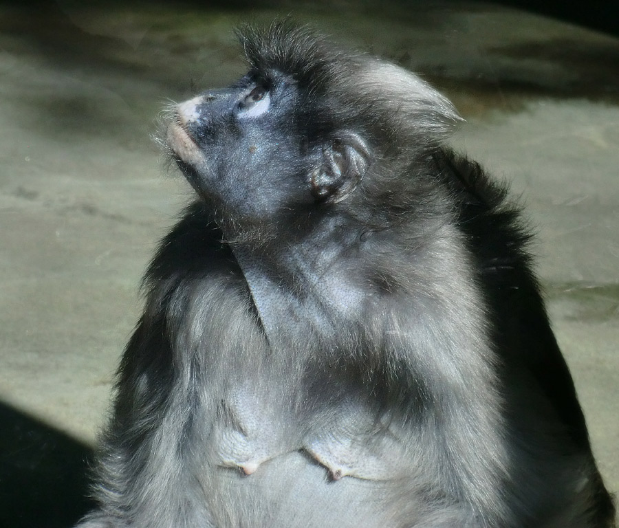 Brillenlangur im Zoologischen Garten Wuppertal im Juli 2012