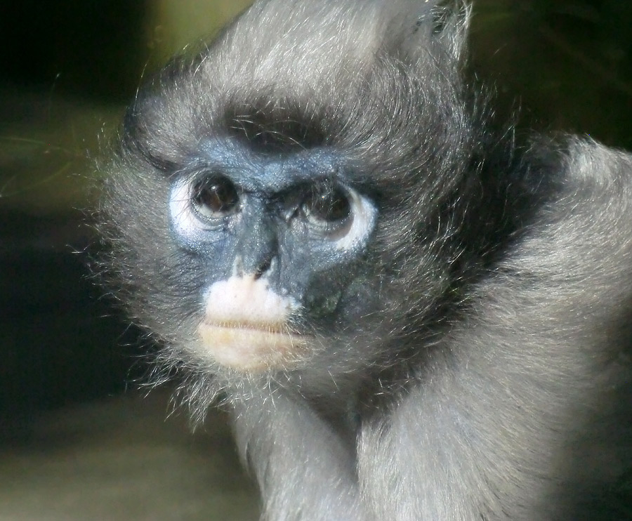 Brillenlangur im Wuppertaler Zoo im Juli 2012