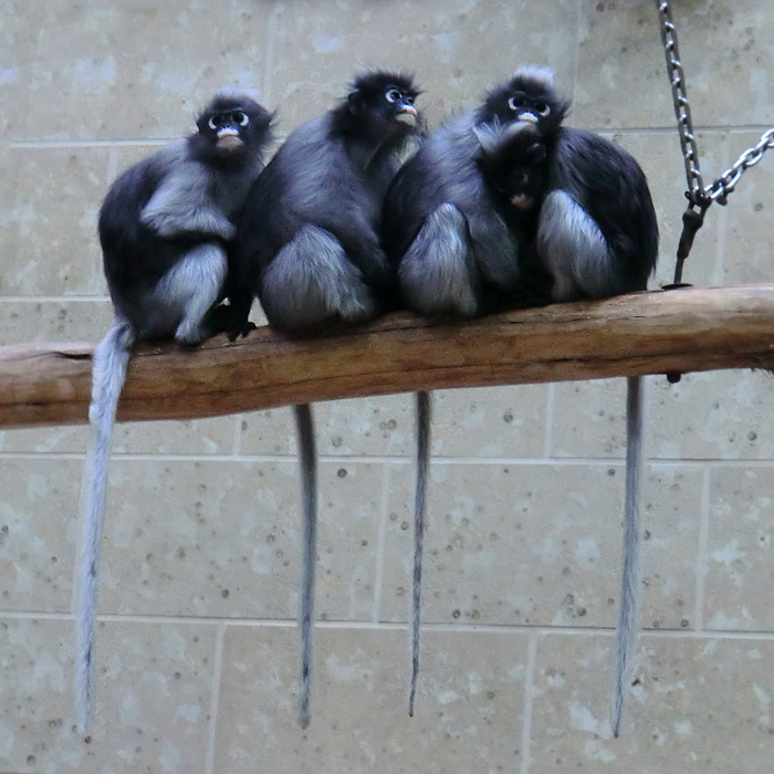 Brillenlanguren im Wuppertaler Zoo im November 2012