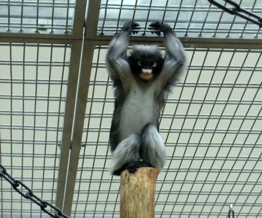 Brillenlangur im Zoologischen Garten Wuppertal im November 2012