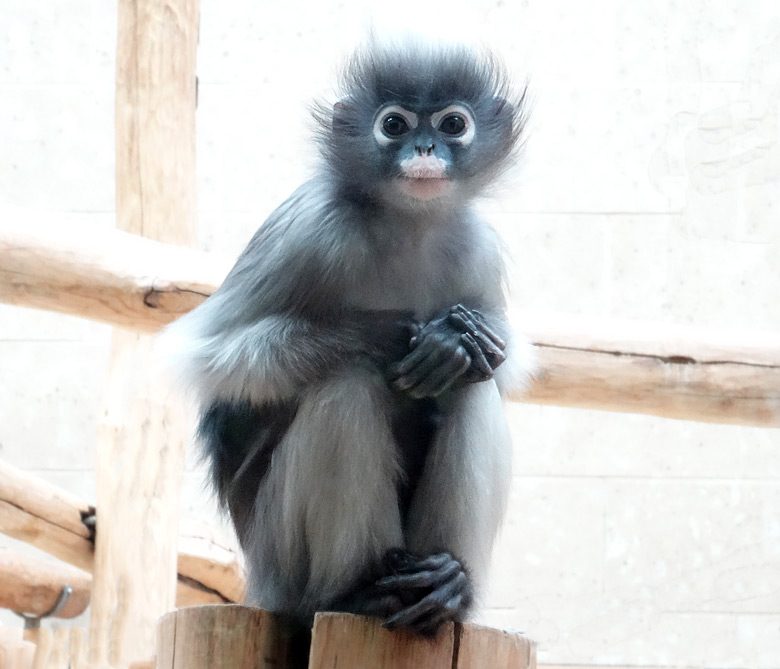 Brillenlangur am 5. März 2016 im Affenhaus im Grünen Zoo Wuppertal