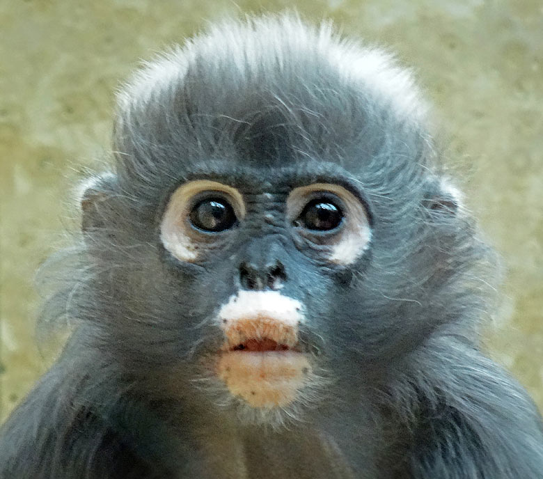 Brillenlangur im Juni 2016 im Affenhaus im Zoologischen Garten der Stadt Wuppertal