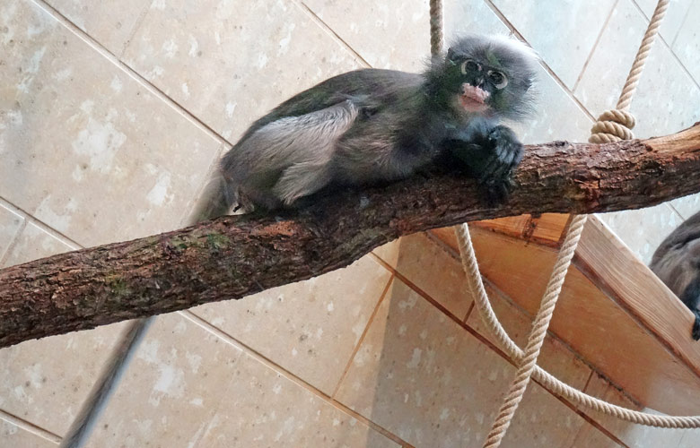 Brillenlangur am 20. August 2016 im Innengehege im Affenhaus im Zoologischen Garten Wuppertal