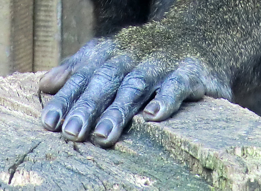 Drill im Zoo Wuppertal im April 2011