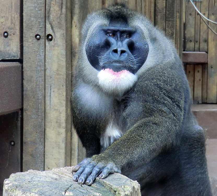 Drill im Wuppertaler Zoo im April 2011