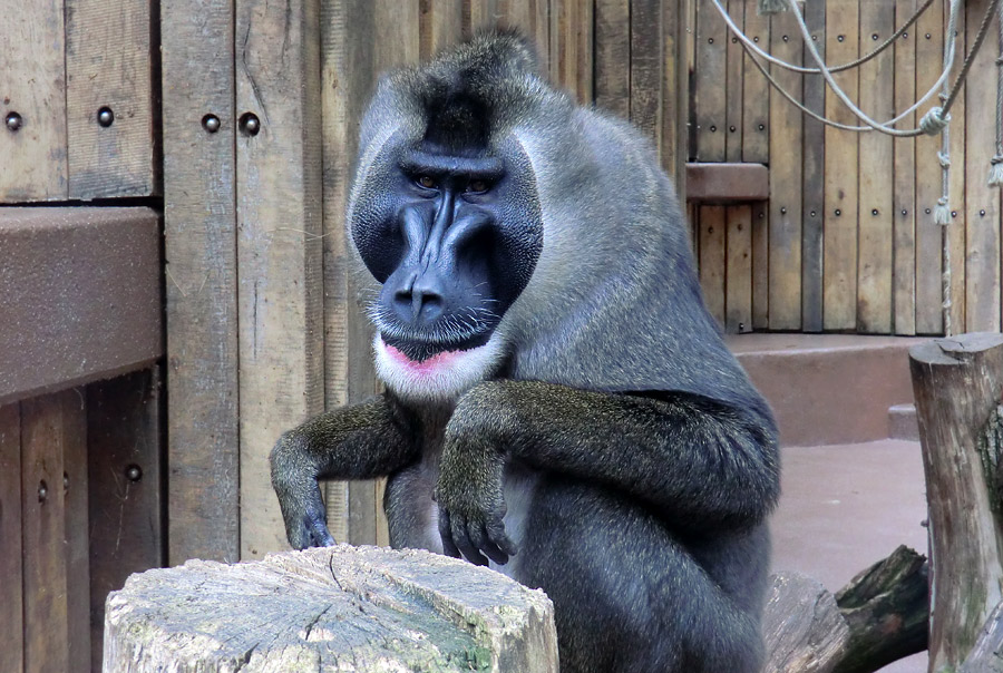 Drill im Wuppertaler Zoo im April 2011