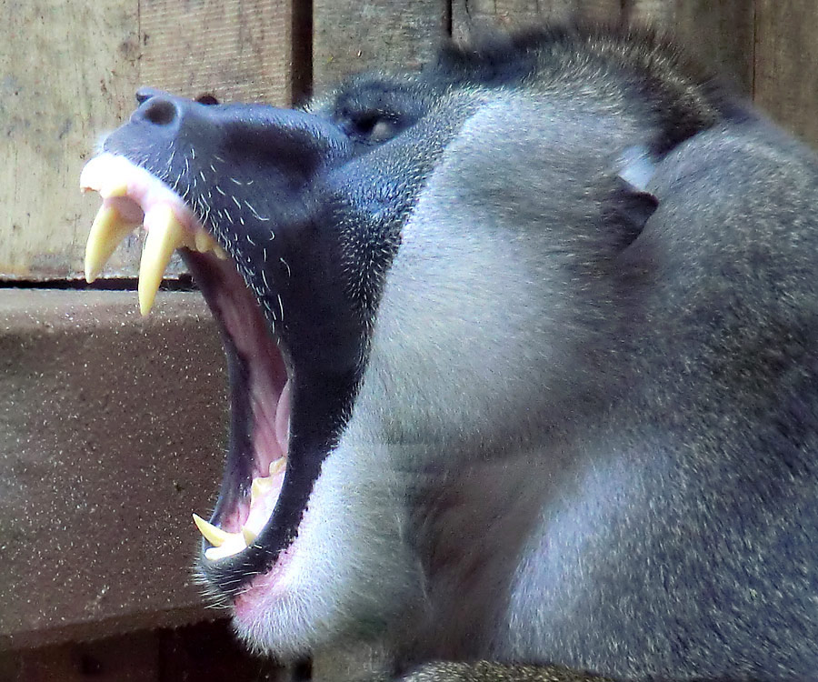 Drill im Zoologischen Garten Wuppertal im April 2011