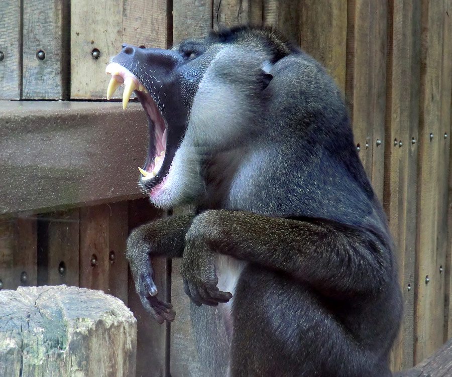 Drill im Zoo Wuppertal im April 2011