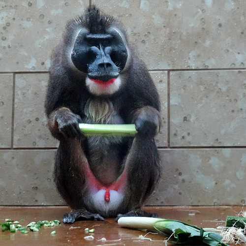 Drill-Männchen am 22. Februar 2016 im Affenhaus im Grünen Zoo Wuppertal