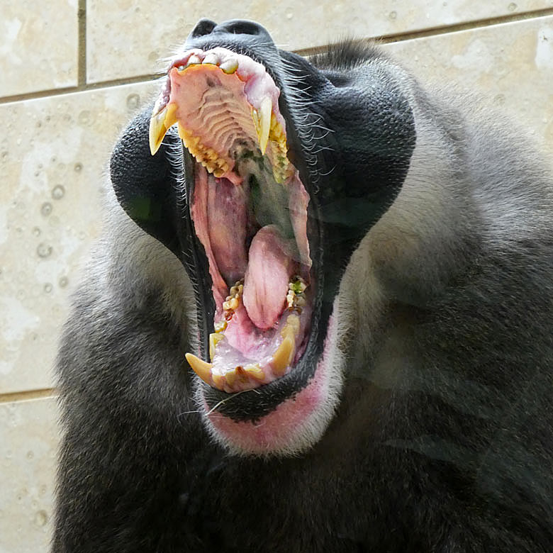 Drill im Innengehege im Affenhaus im Zoologischen Garten der Stadt Wuppertal