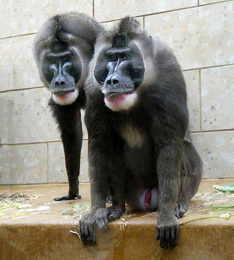 Drills im Innengehege im Affenhaus im Wuppertaler Zoo