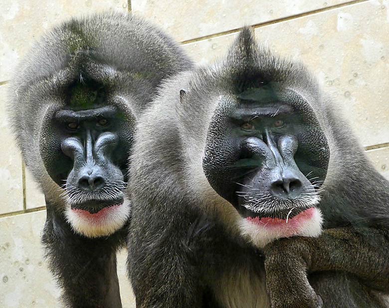 Drills im Innengehege im Affenhaus im Zoo Wuppertal