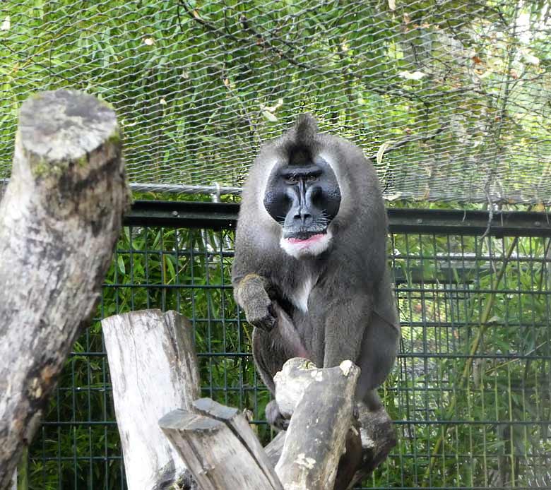 Drill im Affenhaus im Grünen Zoo Wuppertal