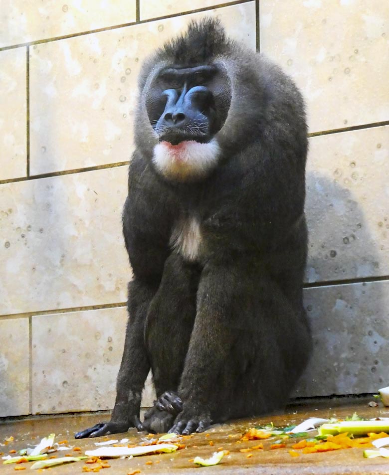 Drill-Männchen MBOKU am 14. Oktober 2017 im Innengehege im Affenhaus im Zoologischen Garten Wuppertal