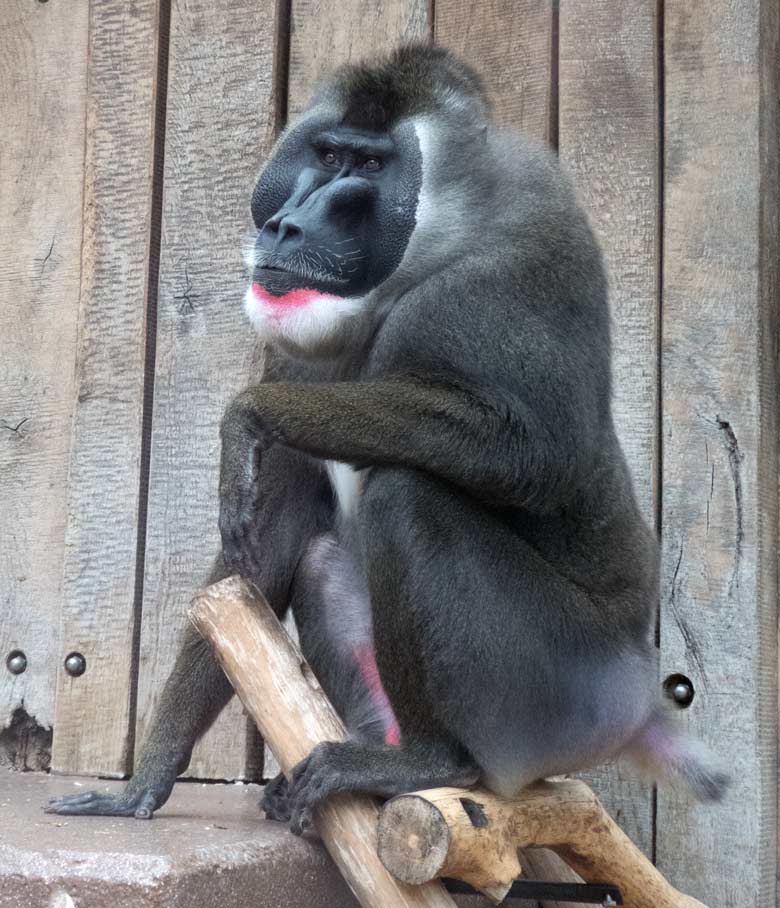 Drill-Männchen KANO am 2. November 2017 im Außengehege am Affenhaus im Zoologischen Garten der Stadt Wuppertal