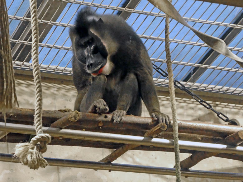 Drill-Männchen KANO am 2. November 2017 im Innengehege im Affenhaus im Zoo Wuppertal