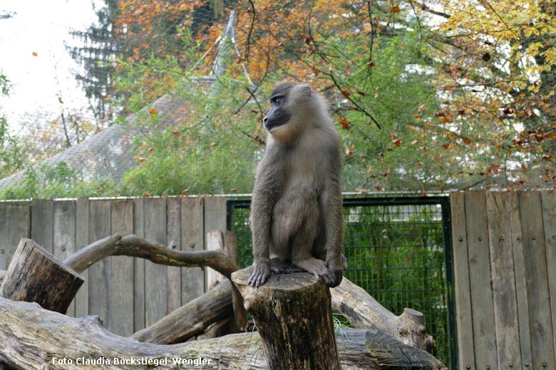 Drill-Weibchen am 9. November 2017 auf der Außenanlage im Grünen Zoo Wuppertal (Foto Claudia Böckstiegel-Wengler)