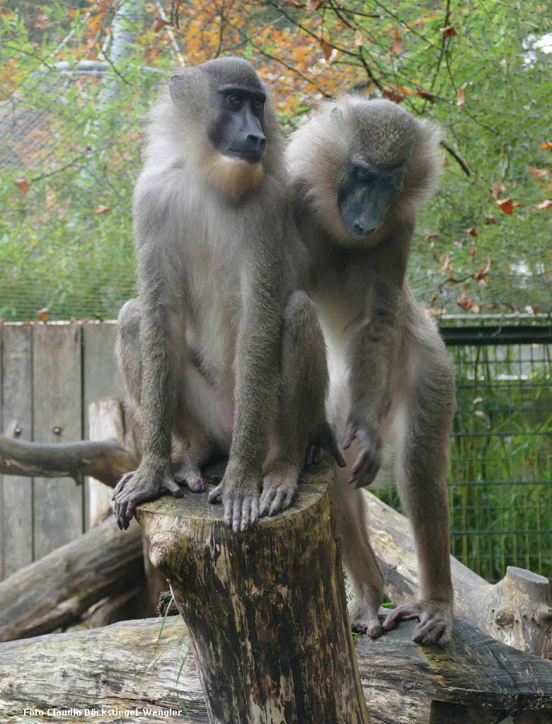 Drill-Weibchen am 9. November 2017 auf der Außenanlage am Affenhaus im Zoo Wuppertal (Foto Claudia Böckstiegel-Wengler)