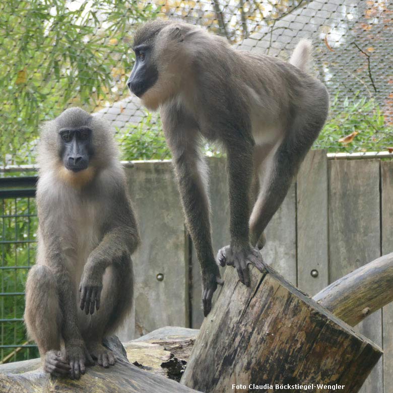 Drill-Weibchen am 9. November 2017 auf der Außenanlage am Affenhaus im Zoologischen Garten der Stadt Wuppertal (Foto Claudia Böckstiegel-Wengler)