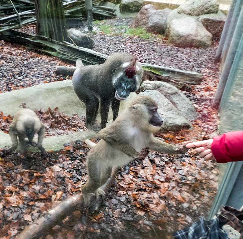 Zutrauliche Kommunikation mit einem Drill-Weibchen am 2. Januar 2018 an der Außenanlage im Wuppertaler Zoo