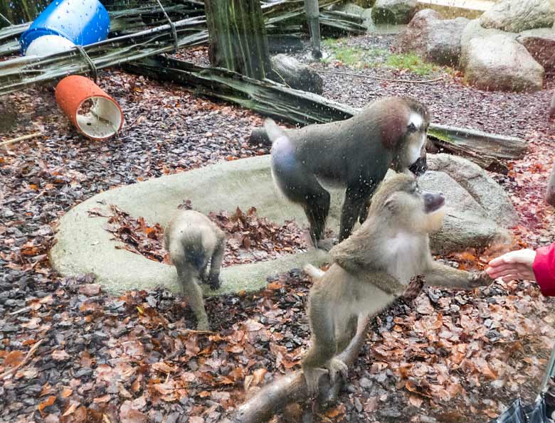 Zutrauliche Kommunikation mit einem Drill-Weibchen am 2. Januar 2018 an der Außenanlage im Zoo Wuppertal