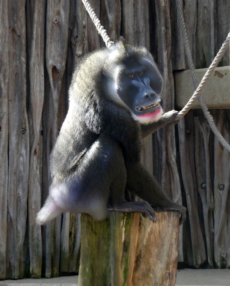 Drill Männchen KANO am 7. April 2018 auf der Außenanlage im Zoo Wuppertal