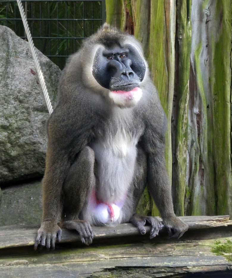 Drill Männchen KANO am 7. April 2018 auf der Außenanlage im Wuppertaler Zoo