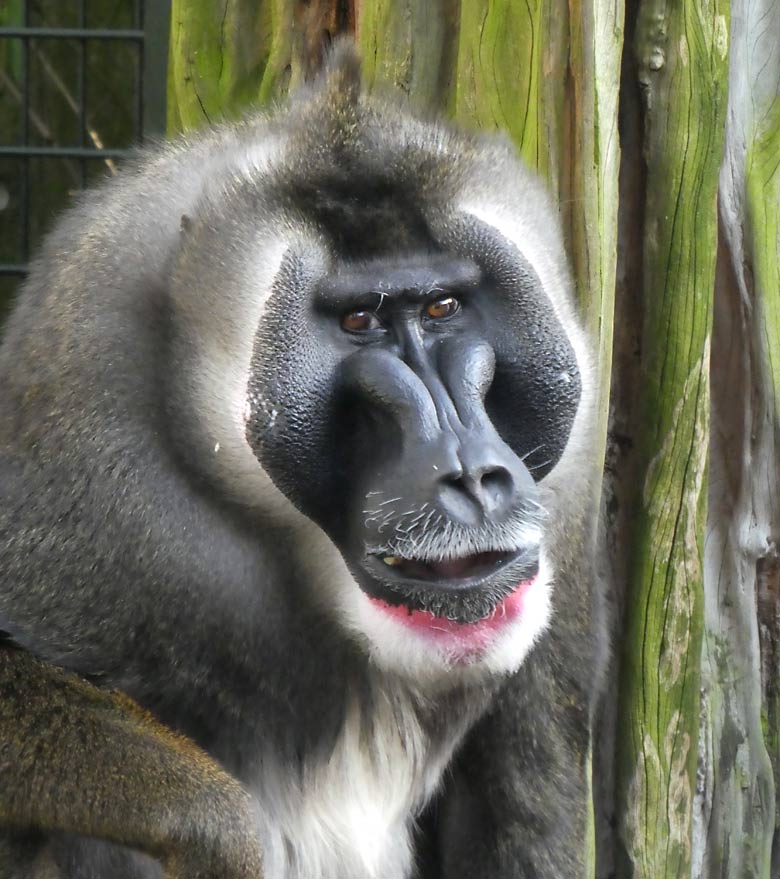 Drill Männchen KANO am 7. April 2018 auf der Außenanlage im Grünen Zoo Wuppertal