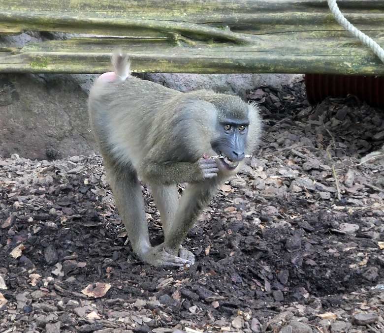 Drill Weibchen am 7. April 2018 auf der Außenanlage im Zoologischen Garten Wuppertal