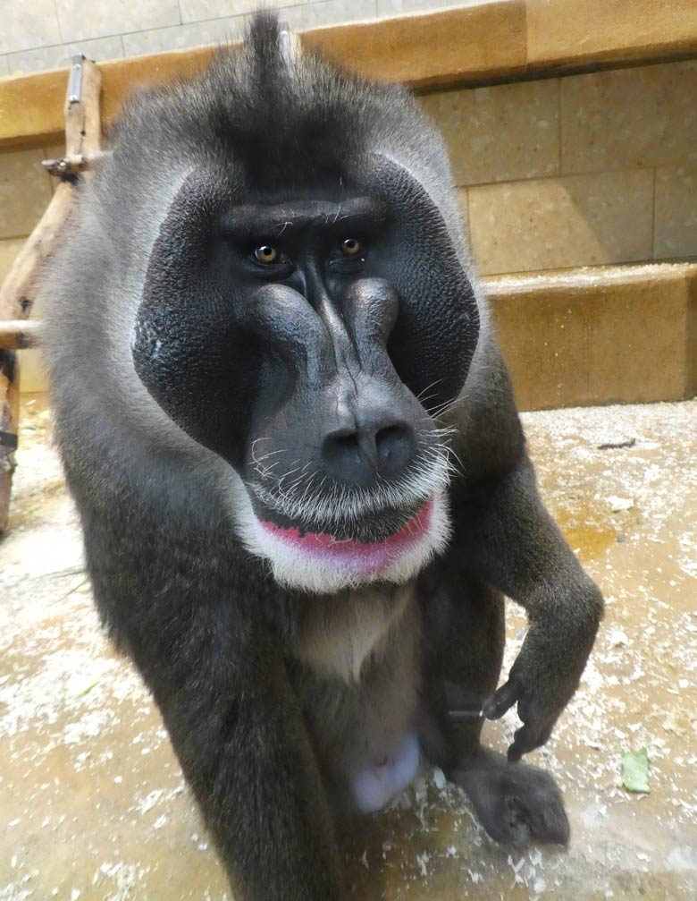 Drill Männchen KANO am 13. April 2018 im Affenhaus im Wuppertaler Zoo