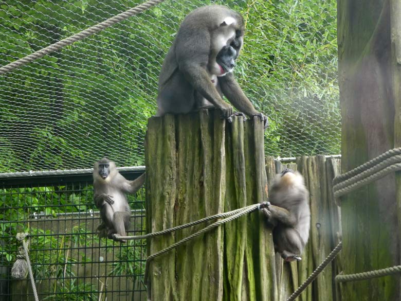 Drill-Weibchen Traceuse mit Drill-Männchen Kano und Drill-Weibchen Uyo am 1. Mai 2018 auf der Außenanlage im Grünen Zoo Wuppertal