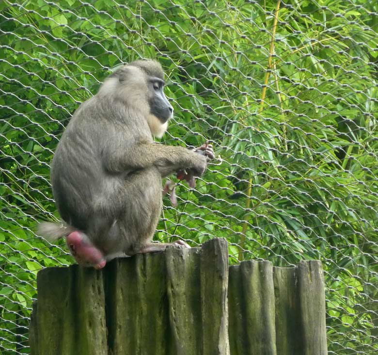 Drill-Weibchen Uyo am 1. Mai 2018 auf der Außenanlage im Grünen Zoo Wuppertal