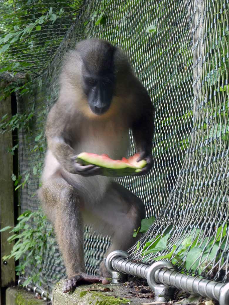 Drill-Weibchen mit Melone am 2. Juni 2018 auf der Außenanlage im Grünen Zoo Wuppertal