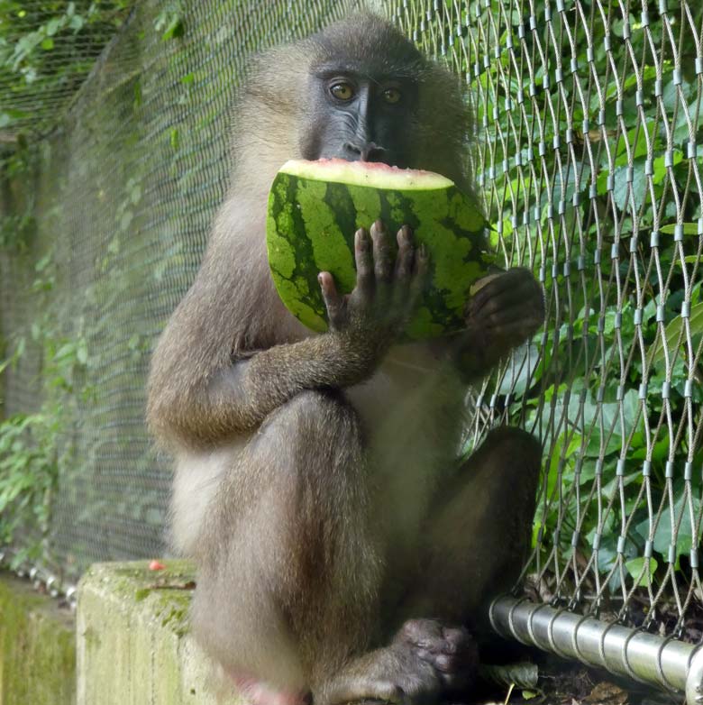 Drill-Weibchen mit Melone am 2. Juni 2018 auf der Außenanlage im Wuppertaler Zoo