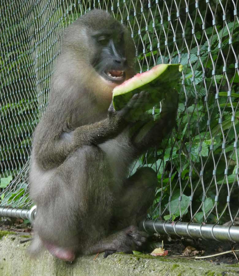 Drill-Weibchen mit Melone am 2. Juni 2018 auf der Außenanlage im Zoologischen Garten Wuppertal