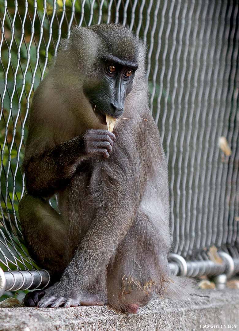 Drill-Weibchen am 26. Juli 2018 auf der Außenanlage am Affenhaus im Grünen Zoo Wuppertal (Foto Gerrit Nitsch)