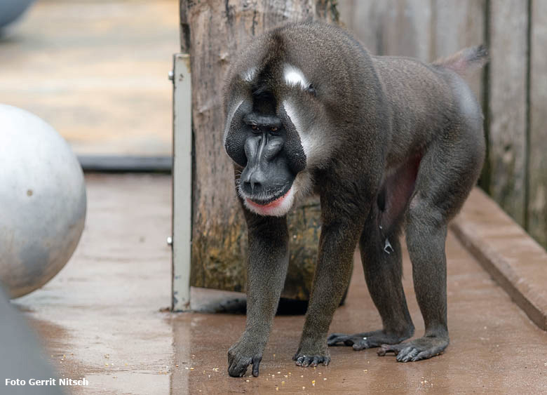 Männlicher Drill am 30. Dezember 2018 auf der Außenanlage am Affenhaus im Wuppertaler Zoo (Foto Gerrit Nitsch)