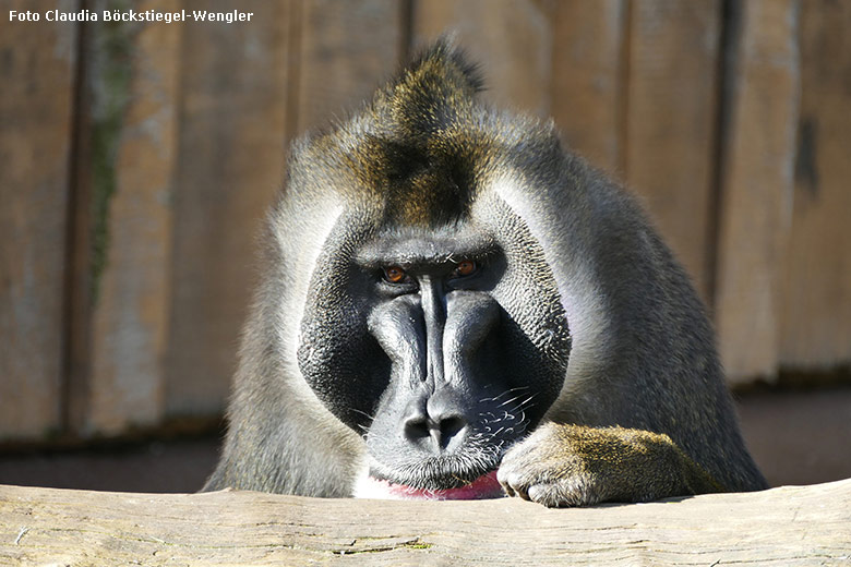 Drill-Männchen KANO am 26. Februar 2019 auf der Außenanlage am Affen-Haus im Zoologischen Garten Wuppertal (Foto Claudia Böckstiegel-Wengler)