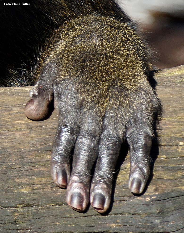 Hand des Drill-Männchen KANO am 27. Februar 2019 auf der Außenanlage am Affen-Haus im Grünen Zoo Wuppertal (Foto Klaus Tüller)