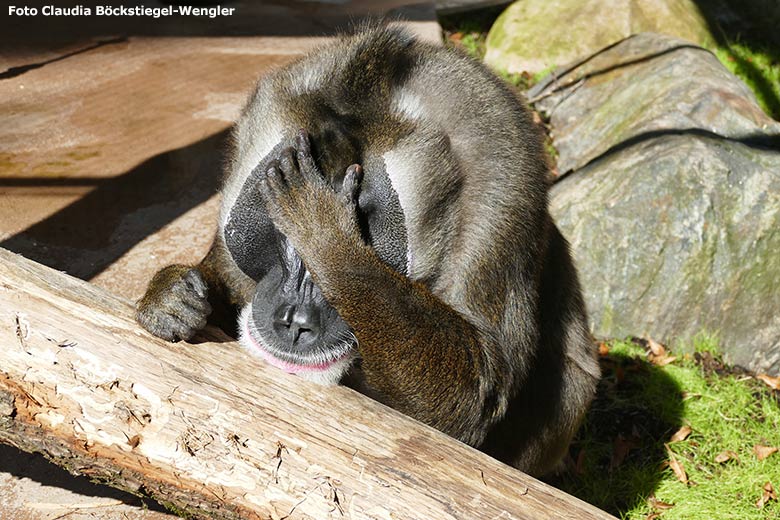 Männlicher Drill KANO am 14. September 2019 auf der Außenanlage am Affen-Haus im Grünen Zoo Wuppertal (Foto Claudia Böckstiegel-Wengler)