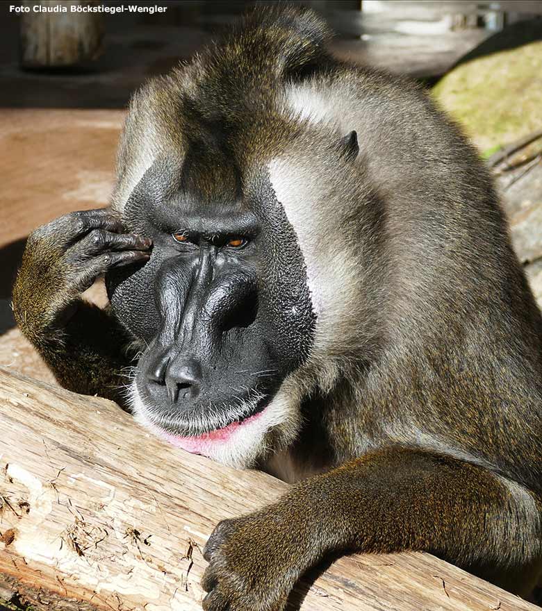 Drill-Männchen KANO am 14. September 2019 auf der Außenanlage am Affen-Haus im Wuppertaler Zoo (Foto Claudia Böckstiegel-Wengler)