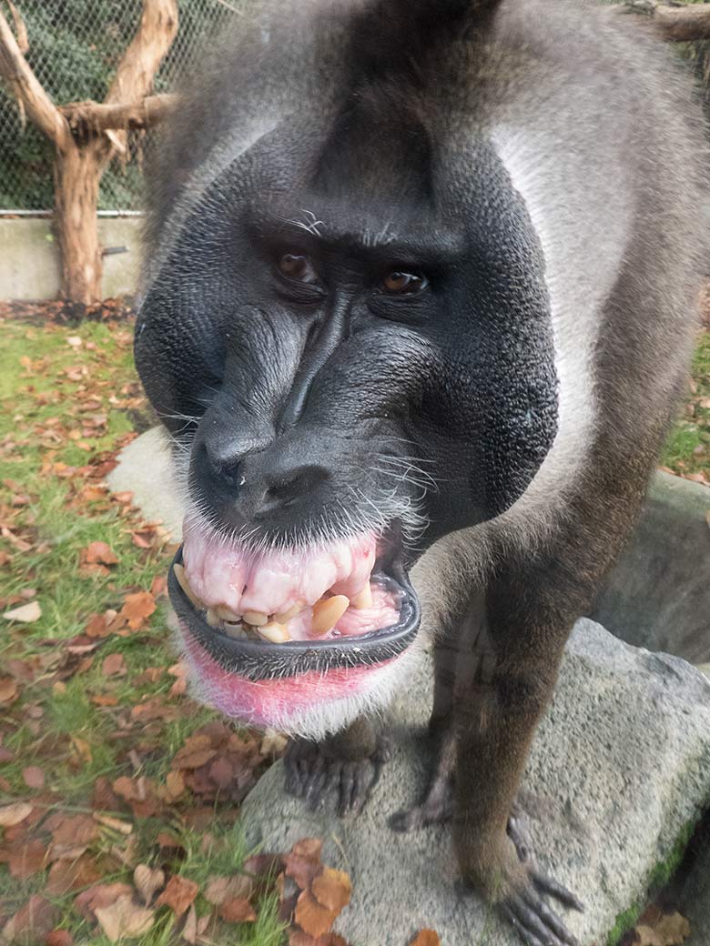 Www Zoo Wuppertal Net Tiernachrichten Oktober 2019 Aus Dem